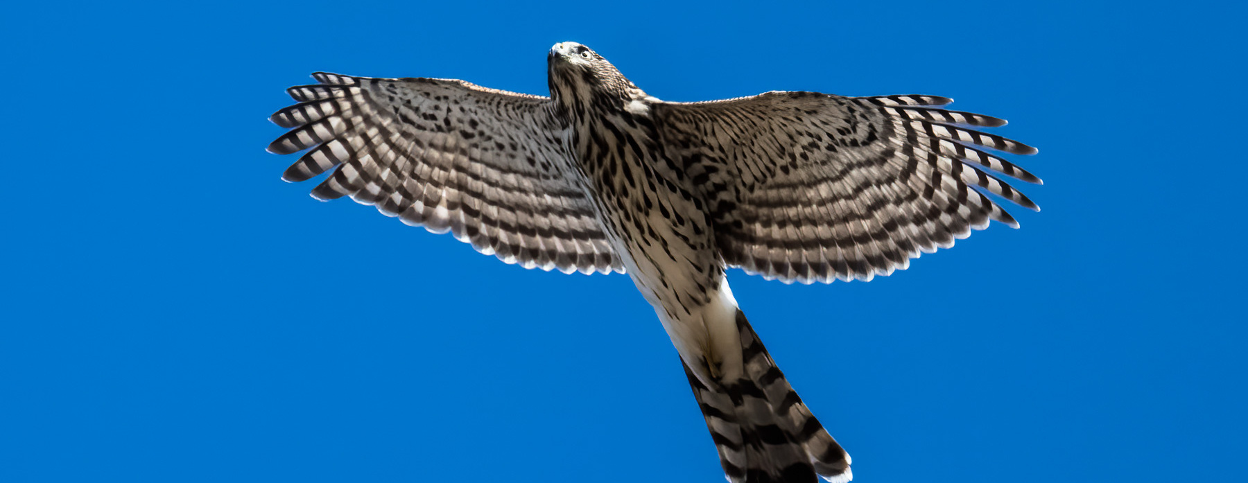 Birds of Prey Fall Migration